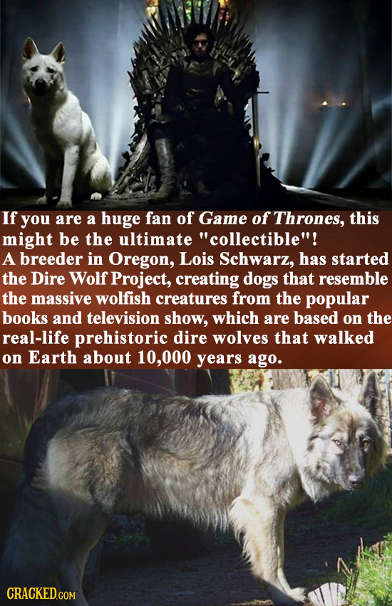 If you are A huge fan of Game of Thrones, this might be the ultimate collectible! A breeder in Oregon, Lois Schwarz, has started the Dire Wolf Proje