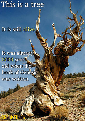 This is a tree It is still alive It was already 2000 years old when the book of Genesis was written CRACKEDCON