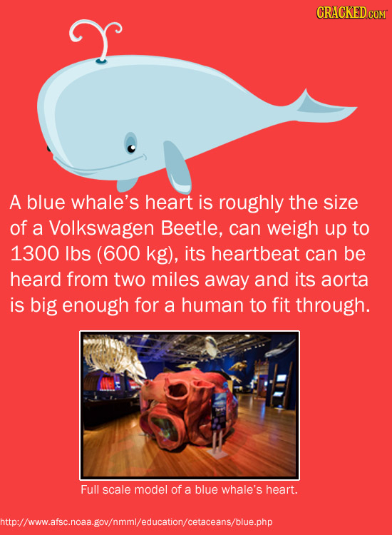 CRACKED A blue whale's heart is roughly the size of a Volkswagen Beetle, can weigh up to 1300 lbs (600 kg), its heartbeat can be heard from two miles
