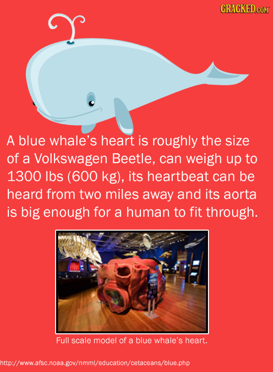 CRACKED A blue whale's heart is roughly the size of a Volkswagen Beetle, can weigh up to 1300 lbs (600 kg), its heartbeat can be heard from two miles 