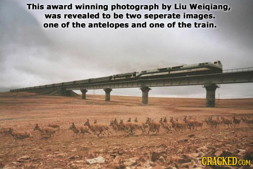 This award winning photograph by Liu Weigiang, was revealed to be two seperate images. one of the antelopes and one of the train. CRACKED COM