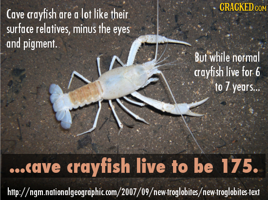 CRACKED cO Cave crayfish are lot like their a surface relatives, minus the eyes and pigment. But while normal crayfish live for 6 to 7 years... ..cave
