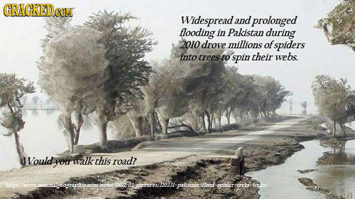 GRAGKEDo CONT Widespread. and prolonged llooding in Pakistan during 2010 drove millions of spiders into trees to spin their webs. Nould you walk this
