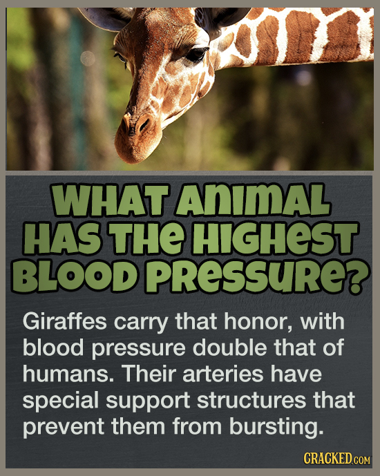 19 Answers To Questions You Never Thought To Ask