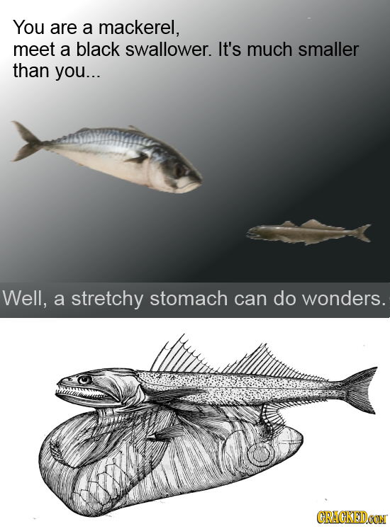 You are a mackerel, meet a black swallower. It's much smaller than you... Well, a stretchy stomach can do wonders. CRACKEDCON 