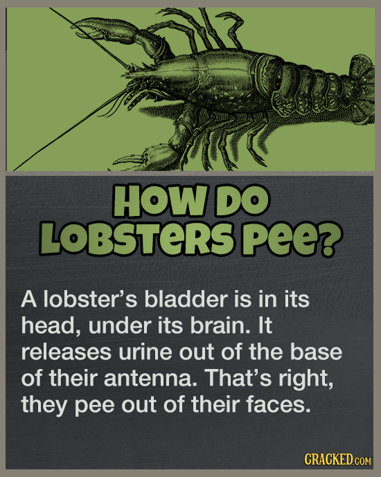 19 Answers To Questions You Never Thought To Ask