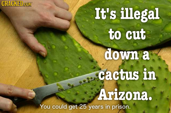 CRACKED COM It's illegal to cut down a Cactus in Arizona. You could get 25 years in prison.