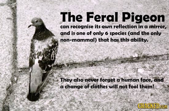The Feral Pigeon can recognise its own reflection in a mirror, and is one of only 6 species (and the only non-mammal) that has this ability. They also
