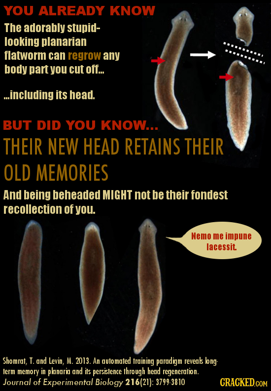 YOU ALREADY KNOW The adorably stupid- looking planarian flatworm can regrow any T body part you cut off... ...including its head. BUT DID YOU KNOW... 