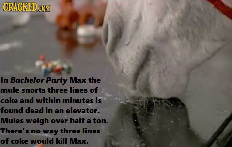 CRACKED CoNT In Bachelor Party Max the mule snorts three lines of coke and within minutes is found dead in an elevator. Mules weigh over half a ton. T