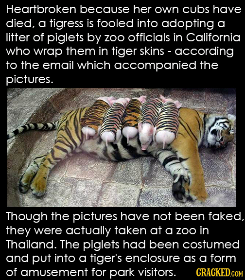 Heartbroken because her own cubs have died, a tigress is fooled into adopting a litter of piglets by Zoo officials in California who wrap them in tige