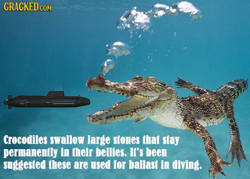 CRACKEDC COM Crocodiles swallow large stones that stay permanently in their bellies. It's been suggested these are used for ballast in diving.