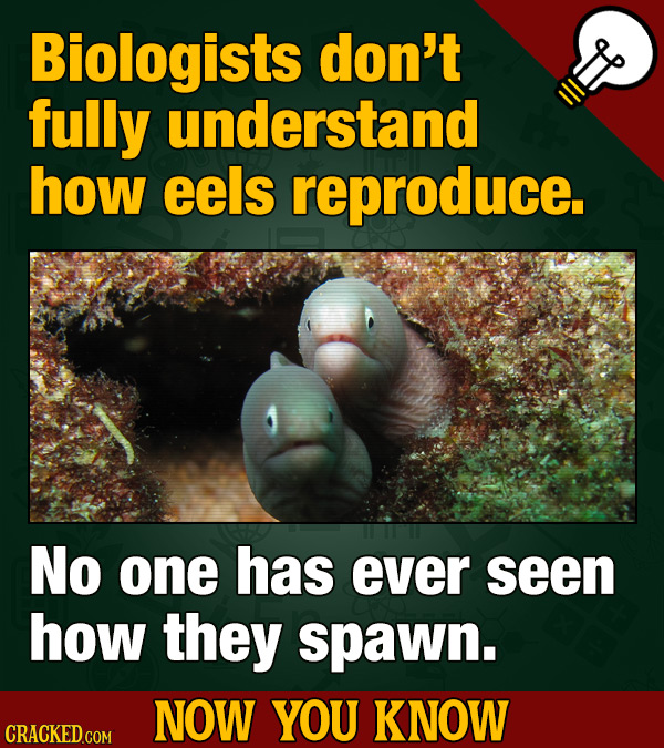 Biologists don't fully understand how eels reproduce. No one has ever seen how they spawn. NOW YOU KNOW