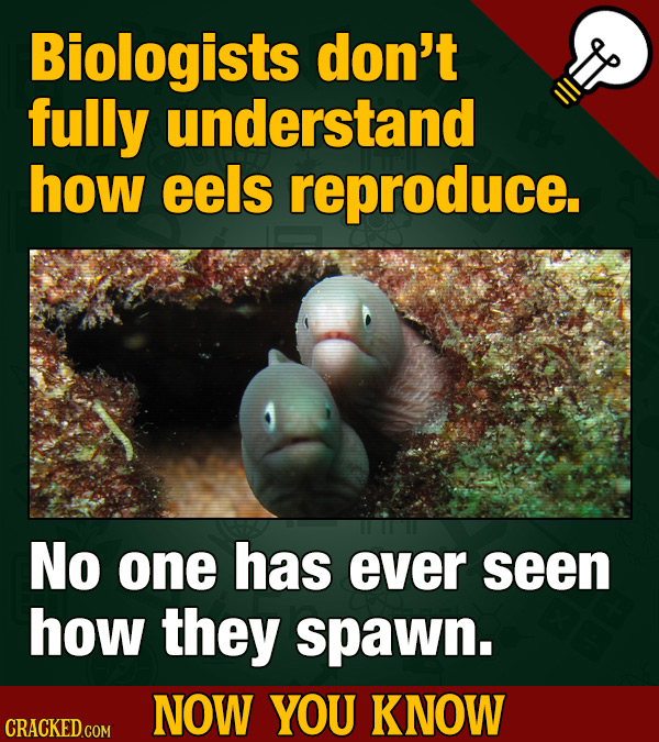 Biologists don't fully understand how eels reproduce. No one has ever seen how they spawn. NOW YOU KNOW 