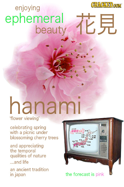 enjoying CRACKEDOON ephemeral TER beauty hanami flower viewing' celebrating spring with a picnic under 2E58 blossoming cherry trees n and appreciating