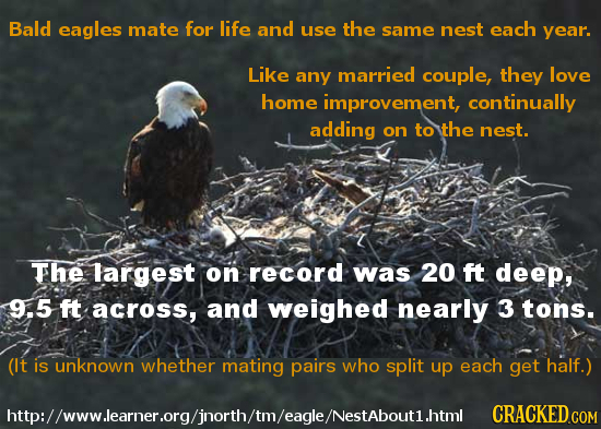 Bald eagles mate for life and use the same nest each year. Like any married couple, they love home improvement, continually adding on to the nest. The