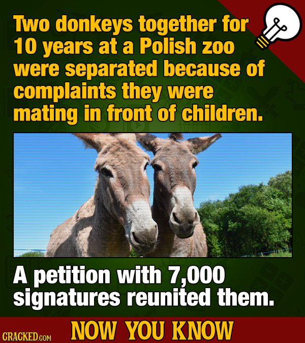 Two donkeys together for 10 years at a Polish ZOO were separated because of complaints they were mating in front of children. A petition with 7, O00 s