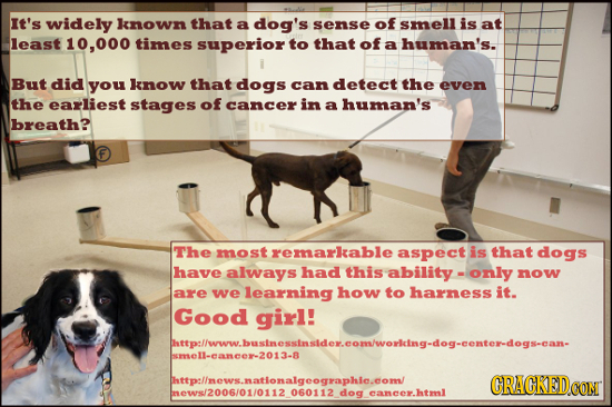 It's widely known that a dog's sense of smell is at least 000 times superior to that of a human's. But did you know that dogs can detect the even the 