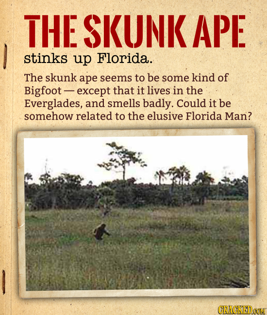 THE SKUNK APE stinks up Florida. The skunk ape seems to be some kind of Bigfoot except that it lives in the Everglades, and smells badly. Could it be