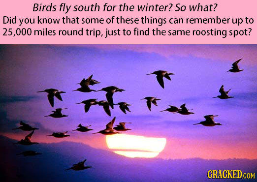 Birds fly south for the winter? So what? Did you know that some of these things can remember up to 25, .000 miles round trip, just to find the same ro