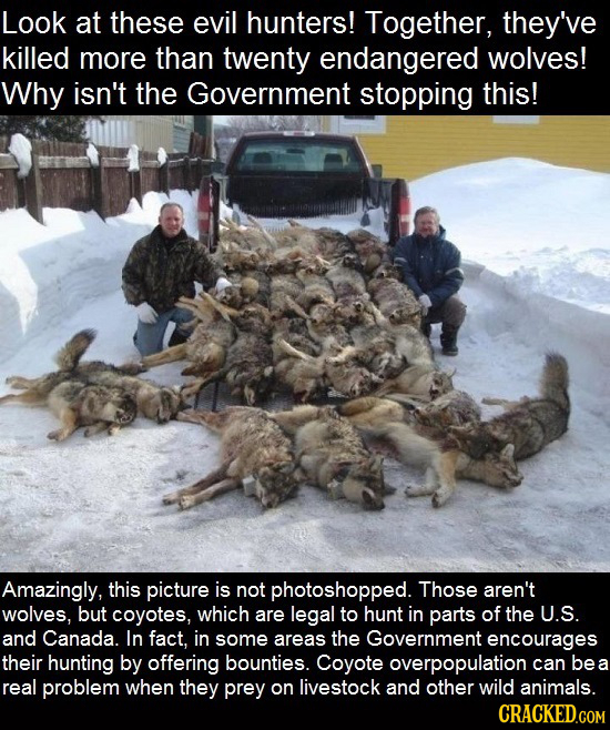 Look at these evil hunters! Together, they've killed more than twenty endangered wolves! Why isn't the Government stopping this! Amazingly, this pictu