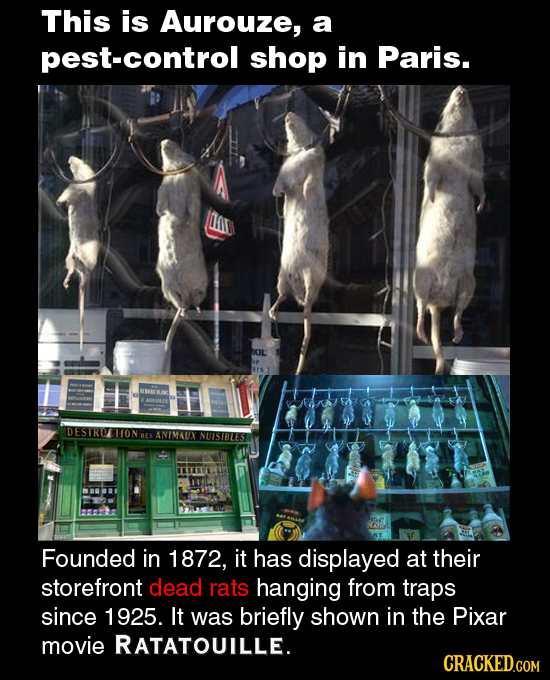 This is Aurouze, a pest-control shop in Paris. DESTRO ION DES ANIMAUX NUISIBLES Founded in 1872, it has displayed at their storefront dead rats hangin