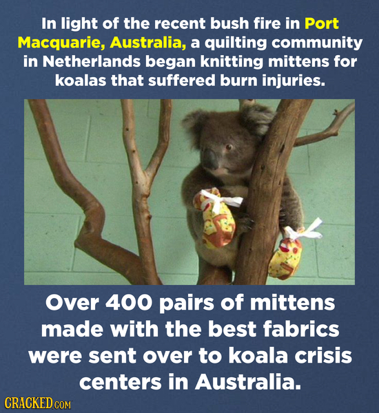 In light of the recent bush fire in Port Macquarie, Australia, a quilting community in Netherlands began knitting mittens for koalas that suffered bur