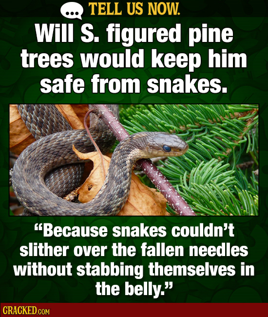 TELL US NOW. Will S. figured pine trees would keep him safe from snakes. Because snakes couldn't slither over the fallen needles without stabbing the