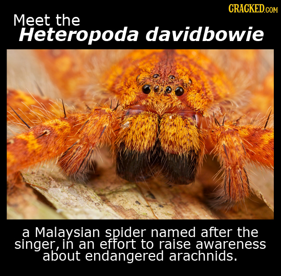 CRACKED.COM Meet the Heteropoda davidbowie a Malaysian spider named after the singer, in an effort to raise awareness about endangered arachnids. 
