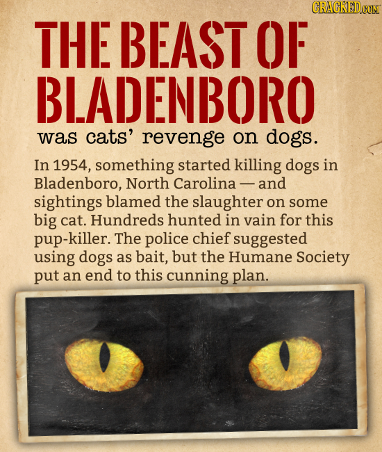 THE BEAST OF BLADENBORO was cats' revenge on dogs. In 1954, something started killing dogs in Bladenboro, North Carolina - and sightings blamed the sl