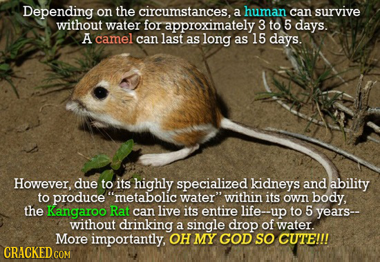 Depending on the circumstances, a human can survive without water for approximately 3 to 5 days. A camel can last as long as 15 days. However, due to