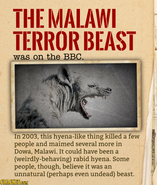 THE MALAWI TERROR BEAST was on the BBC. In 2003, this hyena-like thing killed a few people and maimed several more in Dowa, Malawi. It could have been