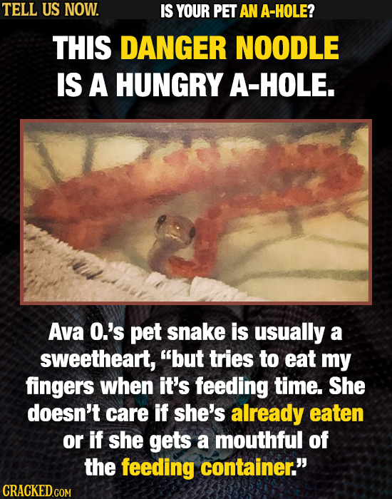 TELL US NOW. IS YOUR PET AN A-HOLE? THIS DANGER NOODLE IS A HUNGRY A-HOLE. Ava O.'s pet snake is usually a sweetheart, but tries to eat my fingers wh
