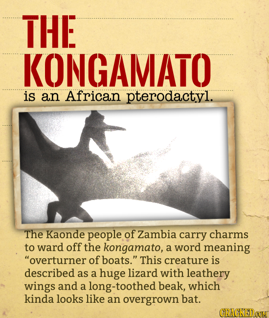 THE KONGAMATO is an African pterodactyl. The Kaonde people of Zambia carry charms to ward off the kongamato, a word meaning overturner of boats. Thi