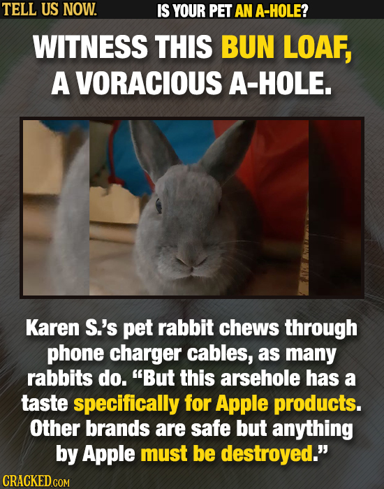 TELL US NOW. IS YOUR PET AN A-HOLE? WITNESS THIS BUN LOAF, A VORACIOUS A-HOLE. Karen S.'s pet rabbit chews through phone charger cables, as many rabbi