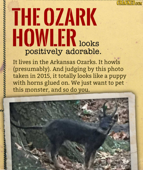 THE OZARK HOWLER looks positively adorable. It lives in the Arkansas Ozarks. It howls (presumably). And judging by this photo taken in 2015