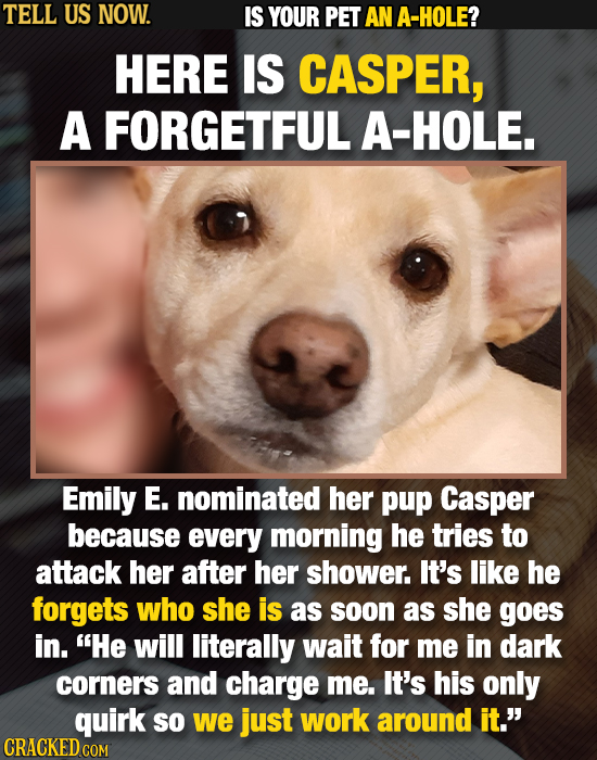 TELL US NOW. IS YOUR PET AN A-HOLE? HERE IS CASPER, A FORGETFUL A-HOLE. Emily E. nominated her pup Casper because every morning he tries To attack her