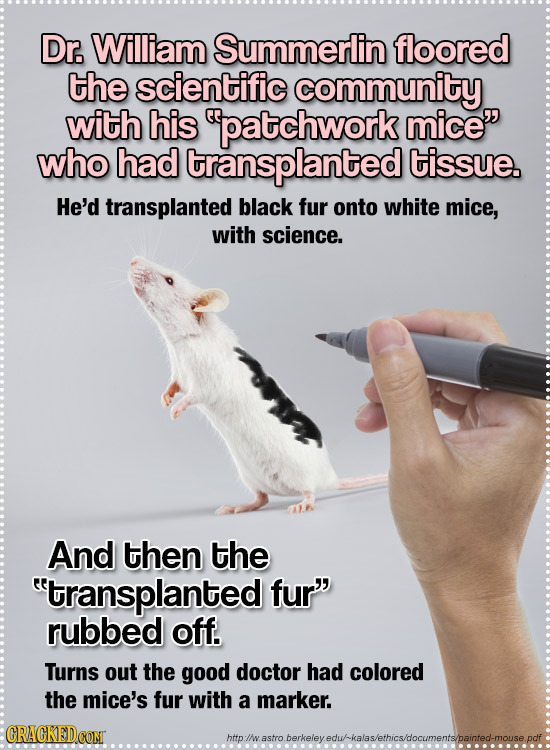 Dr. William Summerlin floored the scientific community with his patchwork mice who had transplanted tissue. He'd transplanted black fur onto white m