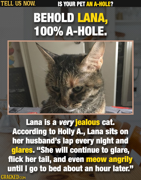 TELL US NOW. IS YOUR PET AN A-HOLE? BEHOLD LANA, 100% A-HOLE. Lana is a very jealous cat. According to Holly A., Lana sits on her husband's lap every