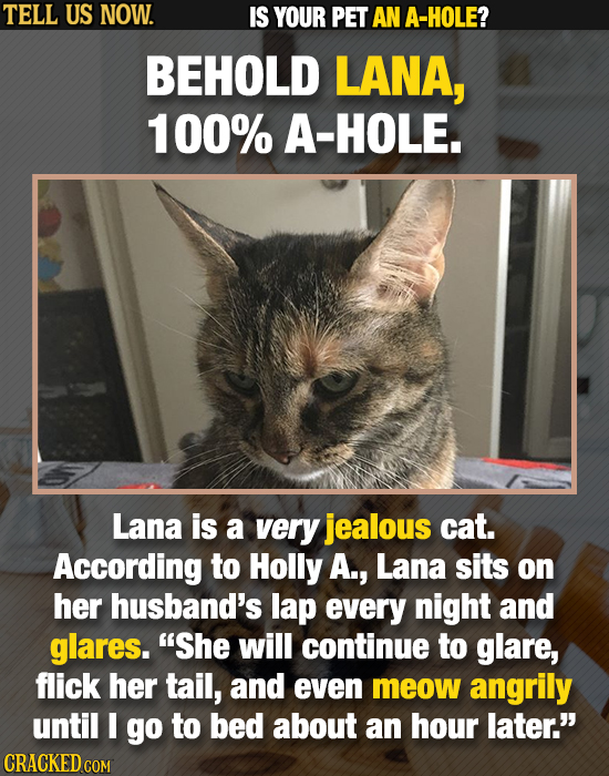 TELL US NOW. IS YOUR PET AN A-HOLE? BEHOLD LANA, 100% A-HOLE. Lana is a very jealous cat. According to Holly A., Lana sits on her husband's lap every 