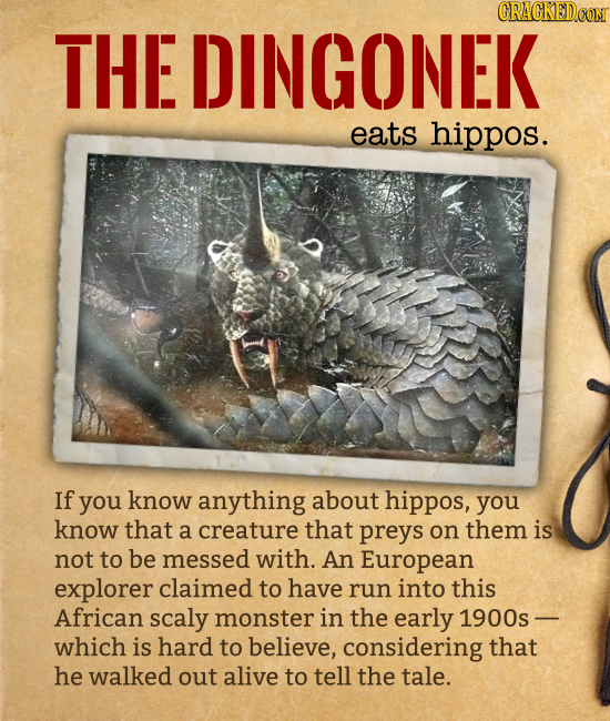 THE DINGONEK eats hippos. If you know anything about hippos, you know that a creature that preys on them is not to be messed with. An Eur