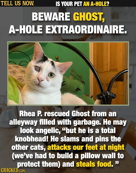 TELL US NOW. IS YOUR PET AN A-HOLE? BEWARE GHOST, A-HOLE EXTRAORDINAIRE. Rhea P. rescued Ghost from an alleyway filled with garbage. He may look angel