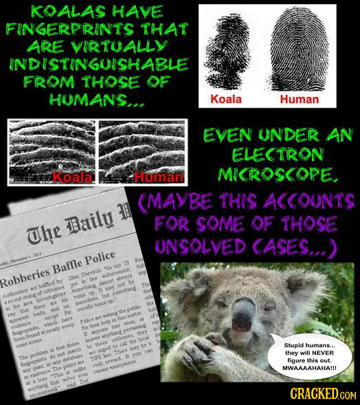 KOALAS HAVE FINGEIRPRINTS THAT ARE VIIRTUALLY INDISTINGUISHABLE FROM THOSE OF HUMANS... Koala Human EVEN UNDER AN ELETRON Koalla Human MIIROSCOPE. (MA
