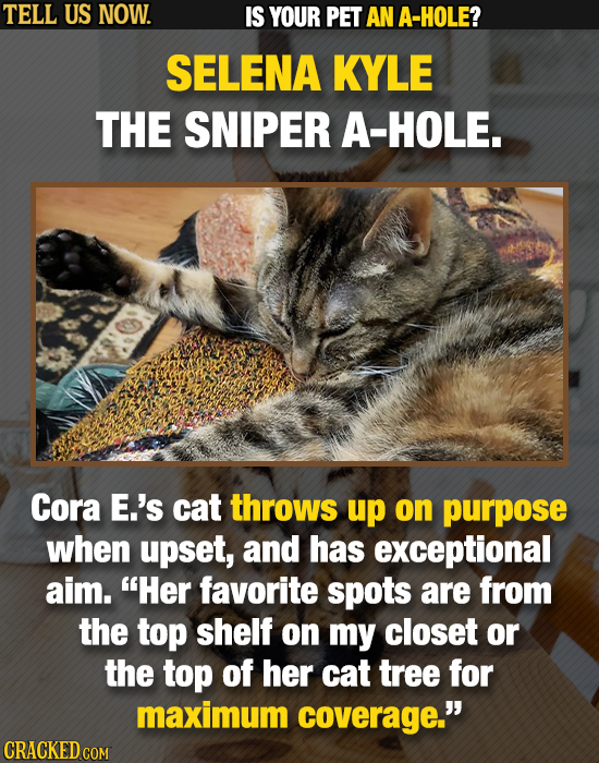 TELL US NOW. IS YOUR PET AN A-HOLE? SELENA KYLE THE SNIPER A-HOLE. Cora E.'s cat throws up on purpose when upset, and has exceptional aim. Her favori