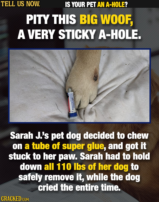 TELL US NOW. IS YOUR PET AN A-HOLE? PITY THIS BIG WOOF, A VERY STICKY A-HOLE. Sarah J.'s pet dog decided to chew on a tube of super glue, and got it s