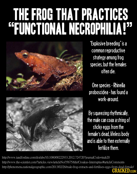 THE FROG THAT PRACTICES FUNCTIONAL NECROPHILIA! Explosive breedingis common reproductive strategy among frog species, but the females often die. O