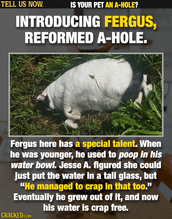 TELL US NOW. IS YOUR PET AN A-HOLE? INTRODUCING FERGUS, REFORMED A-HOLE. Fergus here has a special talent. When he was younger, he used to poop in his