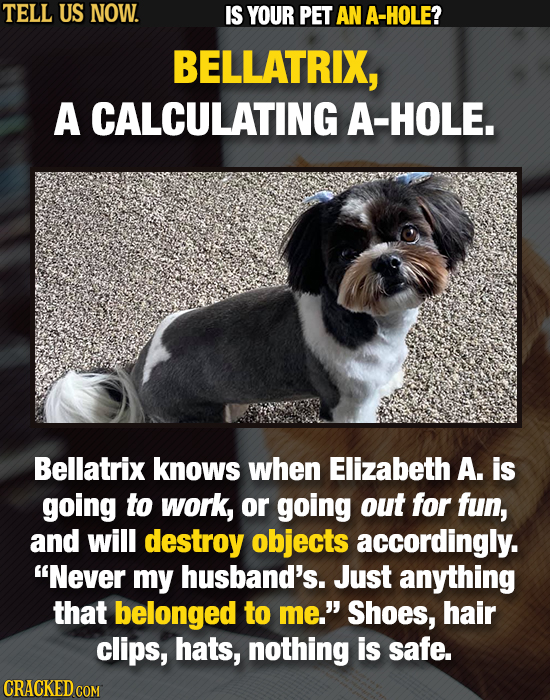 TELL US NOW. IS YOUR PET AN A-HOLE? BELLATRIX, A CALCULATING A-HOLE. Bellatrix knows when Elizabeth A. is going to work, or going out for fun, and wil