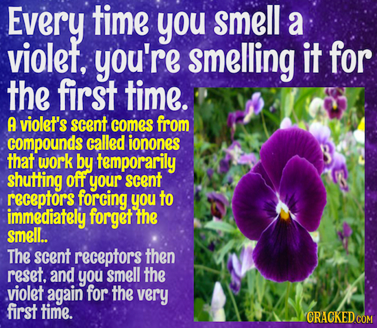 Every time you smell a violet, you're smelling it for the first time. A violet's scent comes from compounds called ionones that work by temporarily sh