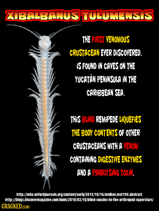 XBALBANS TOLUNS THE FiRST VENOMOUS CRUSTACEAN EVER DiSCovERED. iS FOUND iN CAVES ON THE YUCATAN PENINSULA iN THE CARIBBEAN SEA. THiS BLiND REMIPEDE Li